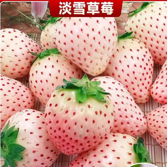 特大奶油草莓苗秧盆栽四季红颜丹东草莓苗室内阳台带盆可食用 淡雪草莓苗1盆【加仑盆】