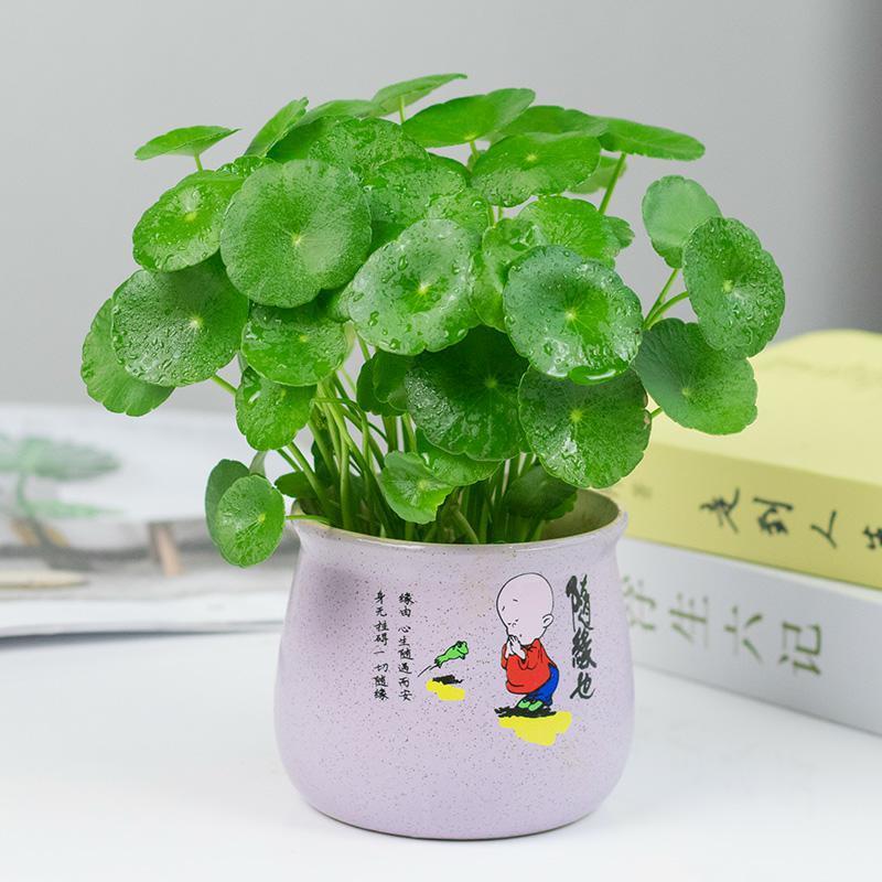 旭力铜钱草水培土培植物办公室桌面盆栽金钱草花卉室内水养绿植 随缘