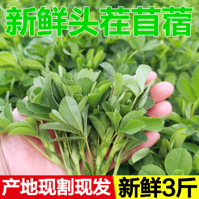 【头茬苜蓿芽】苜蓿菜 苏北特产新鲜蔬菜草头金花菜 苜蓿草秧草现割现