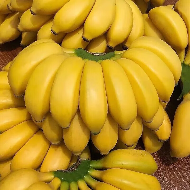 囧仙子【泡沫箱】广西小米蕉当季新鲜水果小香蕉皇帝焦现摘自然熟香蕉 小米蕉 9斤 自然熟