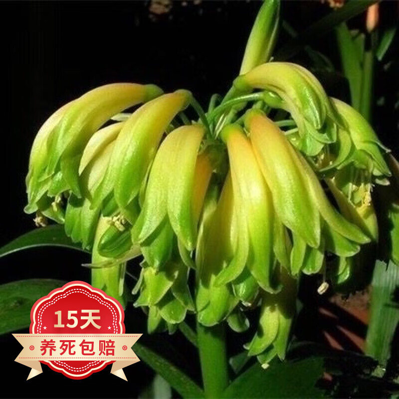 欧悟【含盆含土】君子兰花苗盆栽室内客厅绿植花卉 当年开花植物盆景