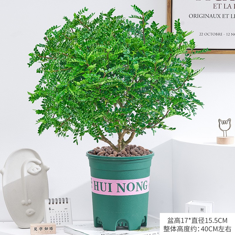 绿植盆栽购物助手|绿植盆栽价格比较