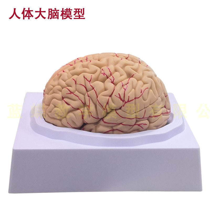 适配适配自然大脑解剖 脑动脉解剖 神经科脑 脑