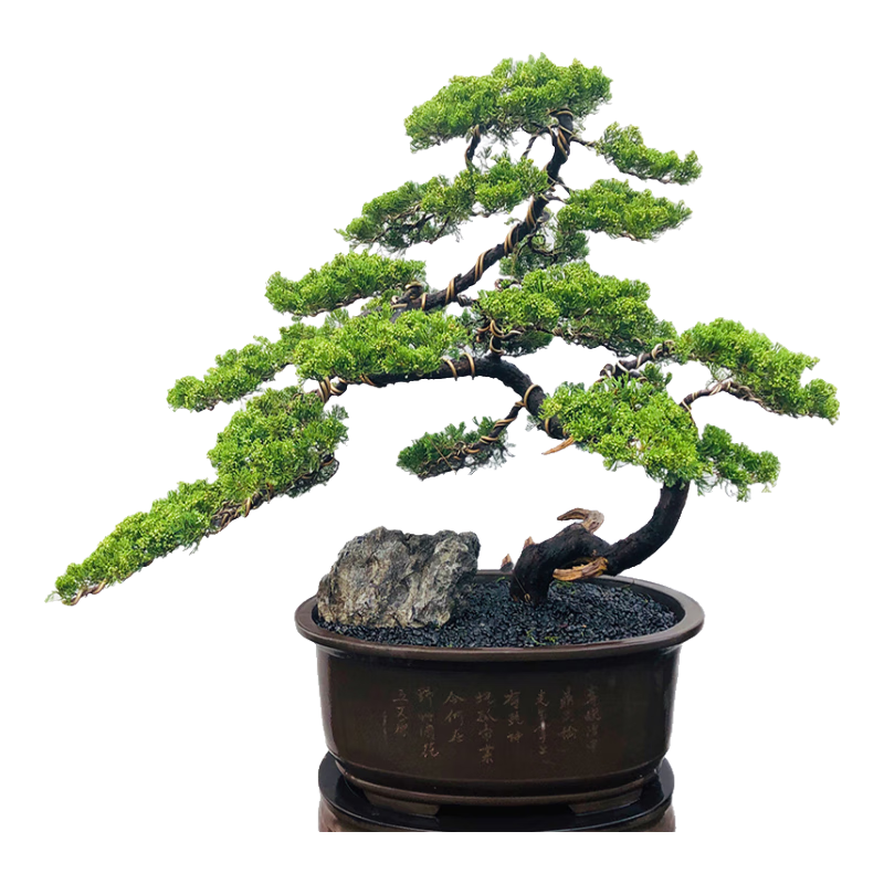 潮裕盆景高端真柏盆景名貴造型真樹(shù)陽(yáng)臺(tái)四季常青別墅庭院花園客廳景觀盆景 真柏盆景1 高端盆景/一物一拍