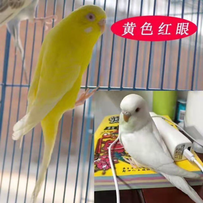 虎皮鹦鹉活体宠物鸟说话鸟活鸟活体观赏鹦鹉手养繁殖下蛋手养鸟 纯白