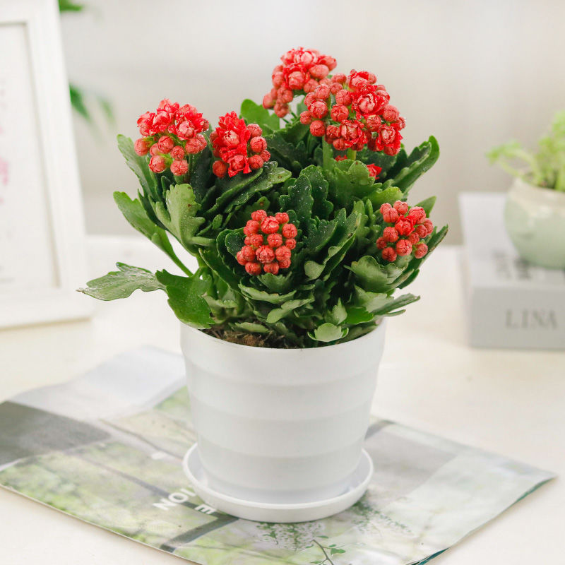 【精品绿植】【带花苞发货】长寿花长寿花盆栽四季开花花卉盆栽绿植 2