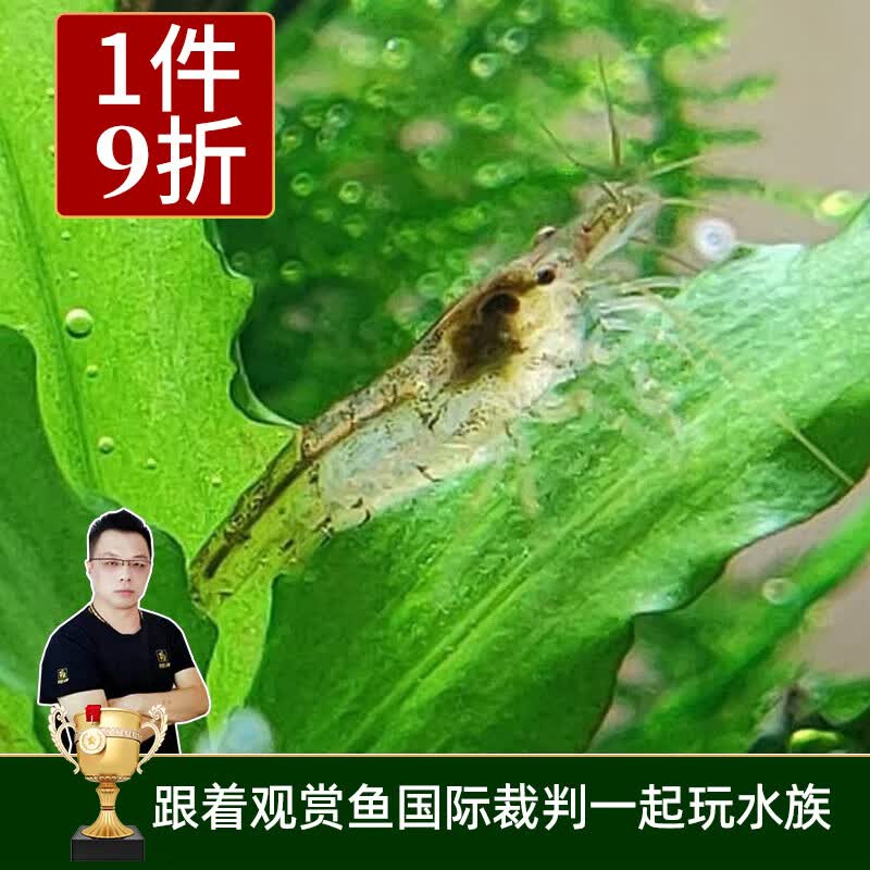 云峰海瑞黑壳虾清洁虾观赏虾 鱼缸水族箱水草缸清洁除藻淡水 黑壳虾20+10备损高性价比高么？