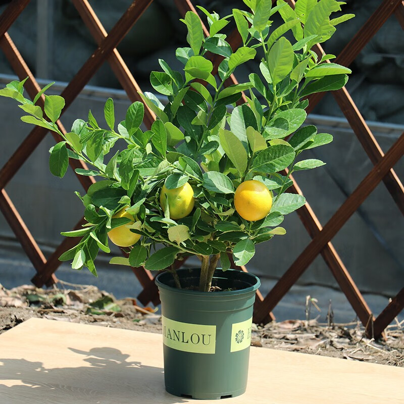 南方北方种植 果树苗 盆栽地栽都可 香水柠檬苗当年颗结果 里斯本 二