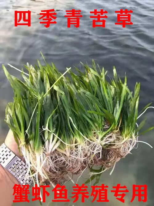 颂呵梵水草植物苦草四季常青短叶鱼缸矮生耐寒耐高温养殖鱼虾蟹净 100