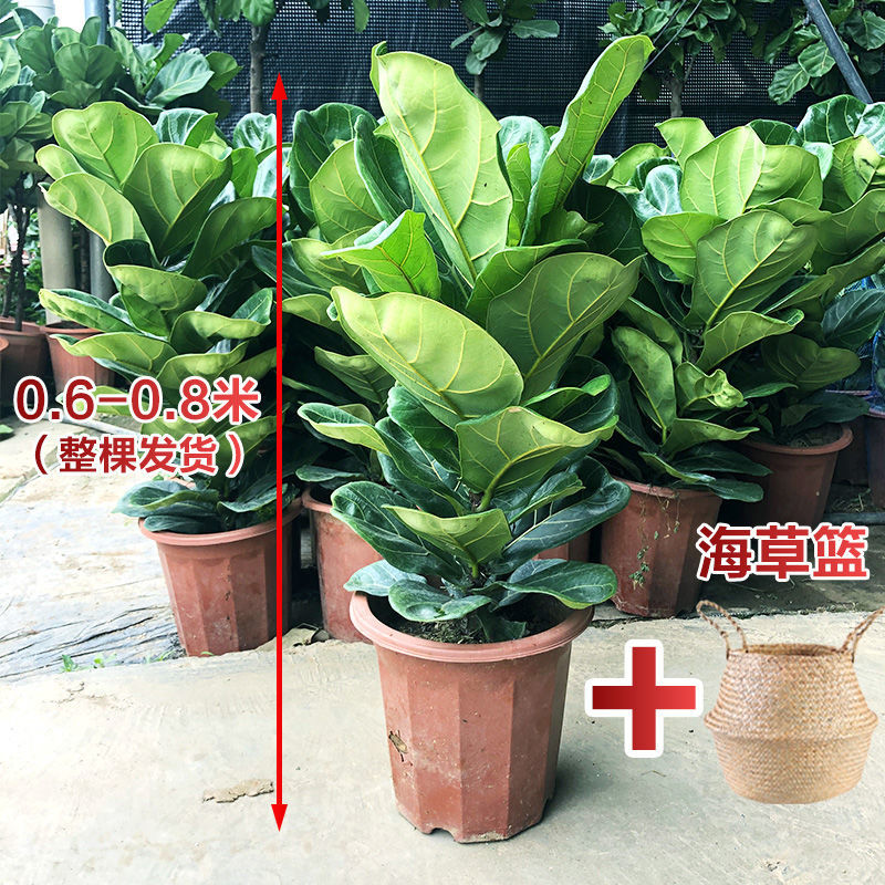 棒棒糖琴叶榕盆栽大叶植物室内户外客厅办公室网红绿植老桩琴叶榕 配