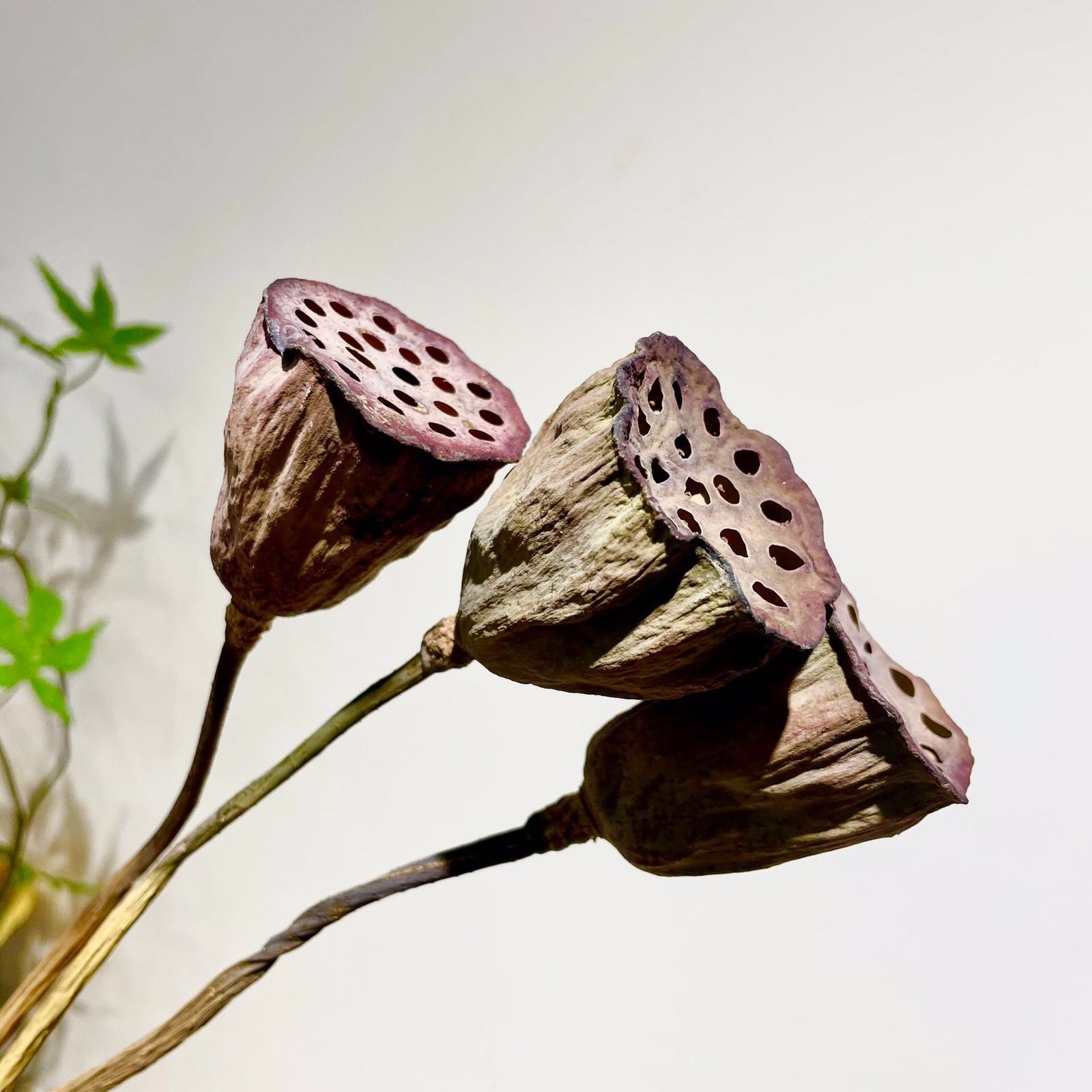 爱满(aiman)干花有籽莲蓬 莲蓬荷花干花带原杆莲蓬头家居装饰摆件拍照