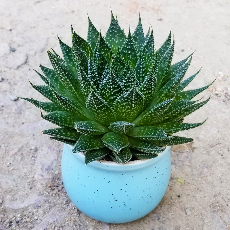 惜林园波露雪花芦荟多肉植物盆栽室内客厅绿植花卉好养芦荟盆栽花