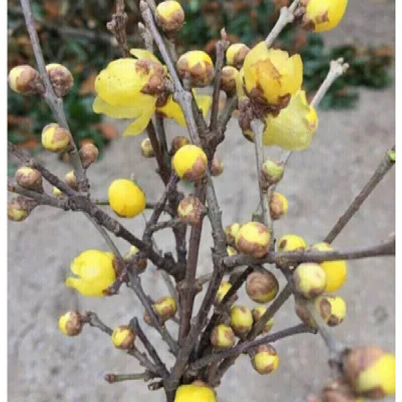 中梦 腊梅鲜花水养新鲜腊梅枝条现剪干枝梅泡水开花的室内水培梅花易