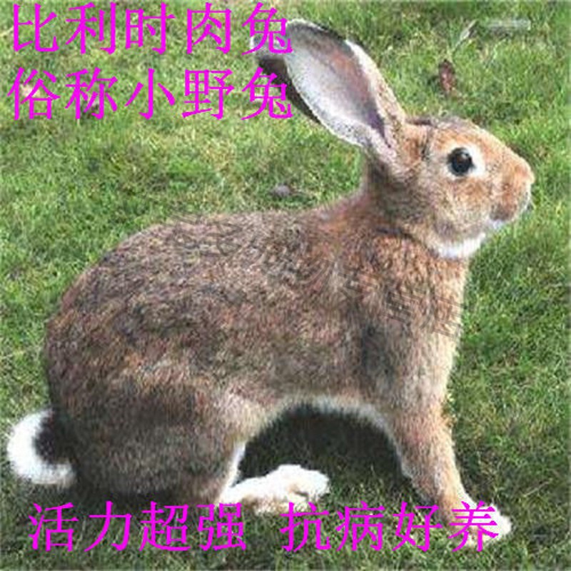 宝诺滋孕兔成年种兔活体大型肉兔比利时种兔新西兰肉兔包繁殖包健康
