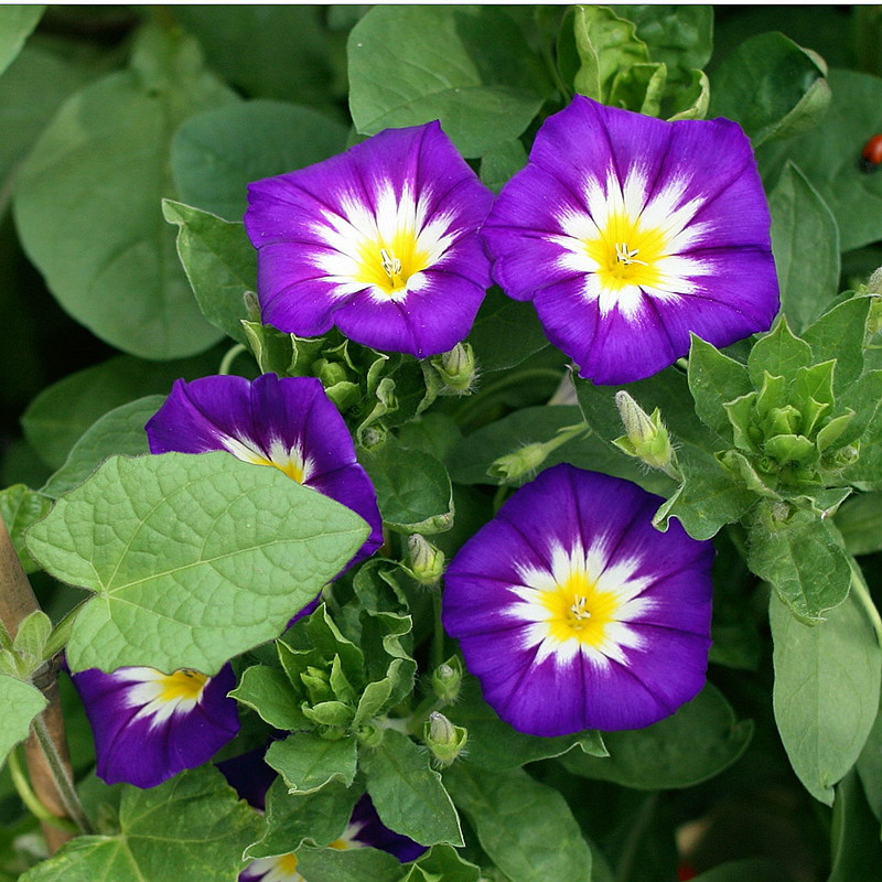 楚风汉韵三色旋种子三色朝颜花卉种园林景观园艺鲜花植