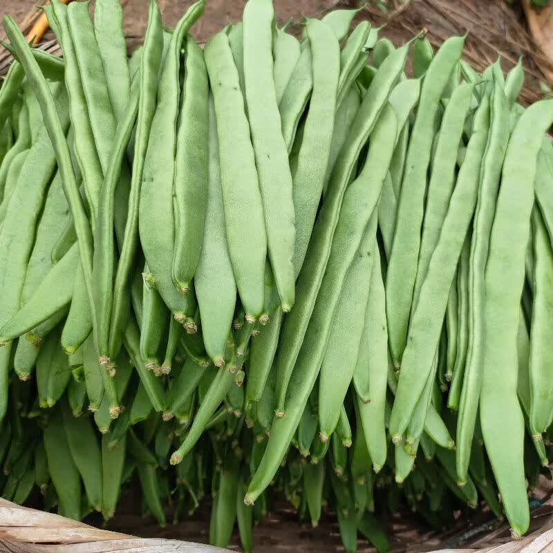 臻藓钰云南新鲜扁豆鲜嫩现摘时令蔬菜大扁豆刀豆油豆角无筋豆一整箱