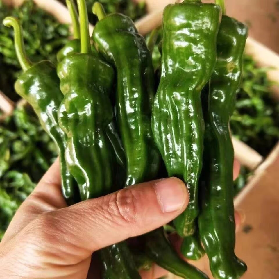 【精选】特辣辣椒小皱皮新鲜辣椒现摘薄皮青椒新鲜蔬菜农家自种 250g