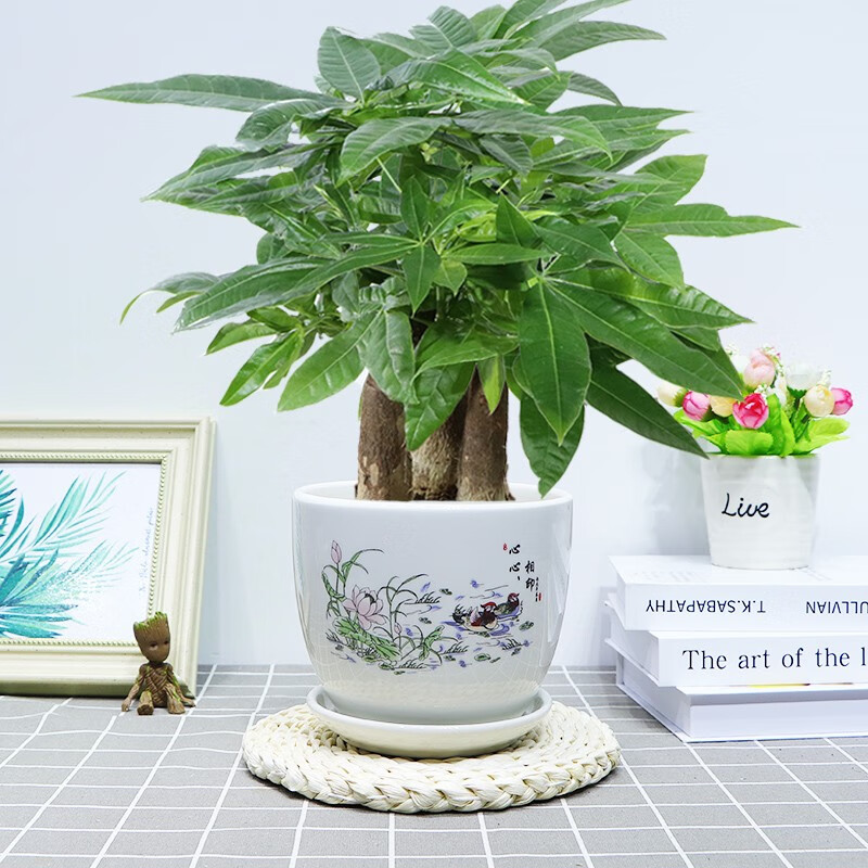 盆阳台办公好养绿植盆栽花卉招财寓意植物 三杆发财树 心心相印陶瓷盆