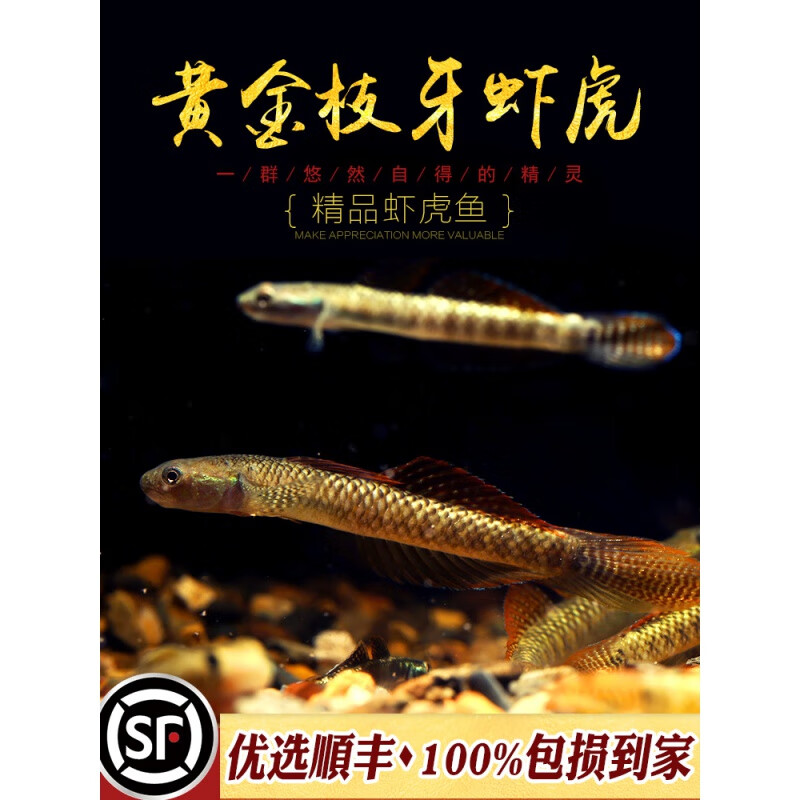 oimg黄金枝牙枝桠虾虎鱼飾妝枝牙蝦虎热带鱼蓝面电光红唇虾虎鱼活体鱼