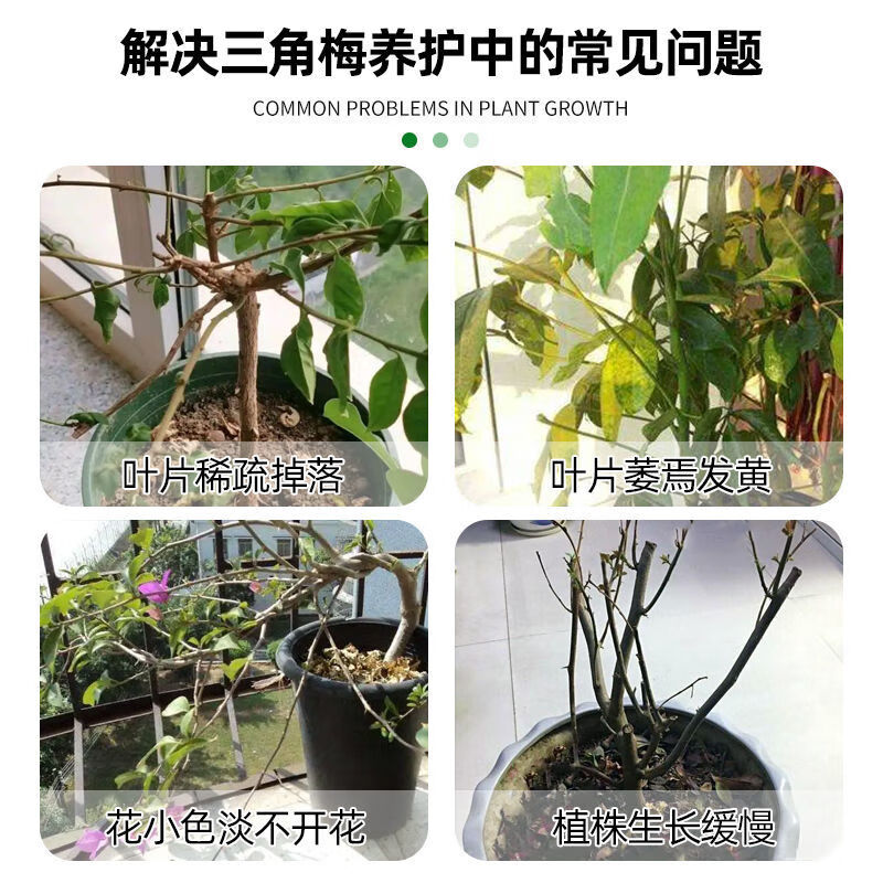 瓜果农喜三角梅专用催花肥 三角梅专用营养液 花多多2号 催花肥料促开花素 买2送①【保花促花】三瓶