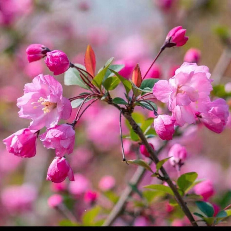四季开花海棠树苗造型盆景南北方 垂丝海棠 3年苗【三棵装】带叶子发