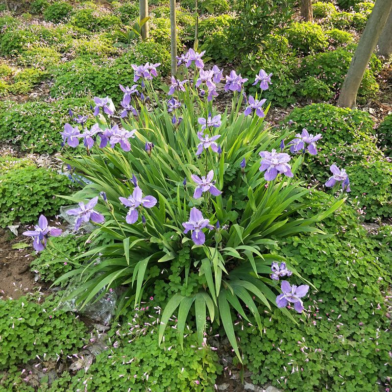 室外易宿根花草耐湿道路河边公园绿化植物室外多年生宿根花草蓝花鸢尾
