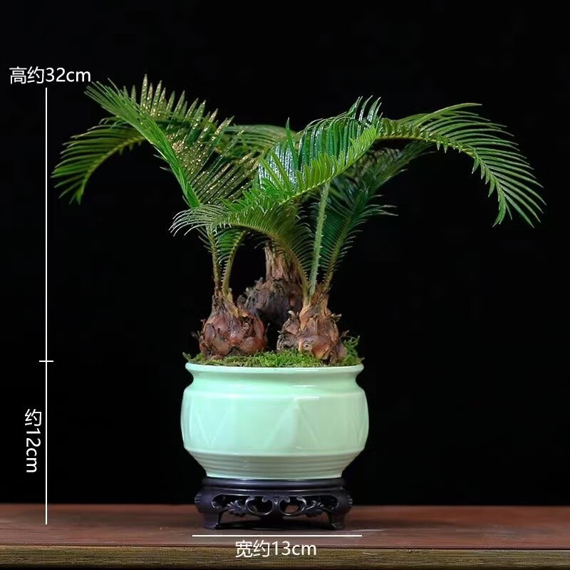 瀚林怡景（HANLINYIJING）鐵樹盆栽植物室內多頭蘇鐵盆景客廳辦公室桌面綠植凈化空氣好養(yǎng) 三頭鐵樹-青瓷-底座