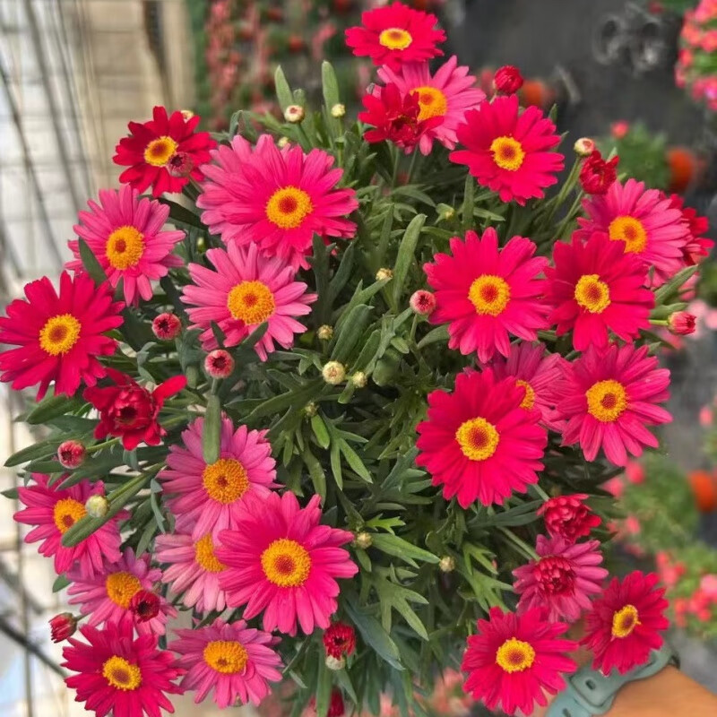 带花苞木茼蒿四季开花好养花卉室内室外阳台庭院 红色原盆原土带花苞