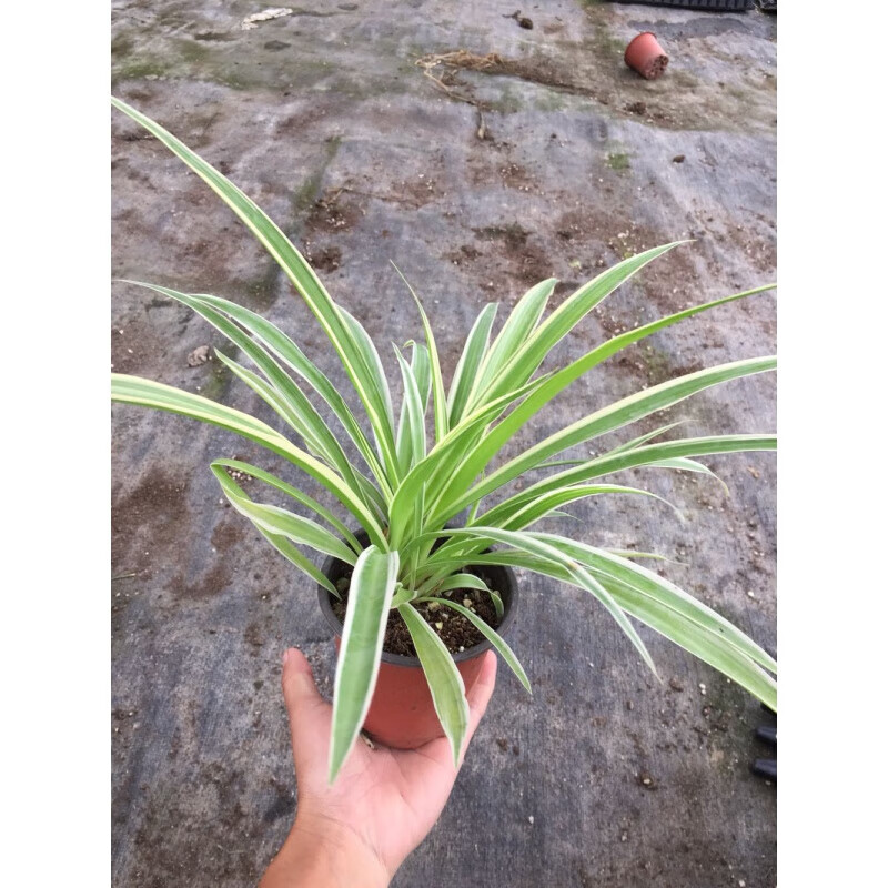 醉春木银边吊兰 客厅室内垂吊植物 花卉绿植盆栽 好养土培水培都可以