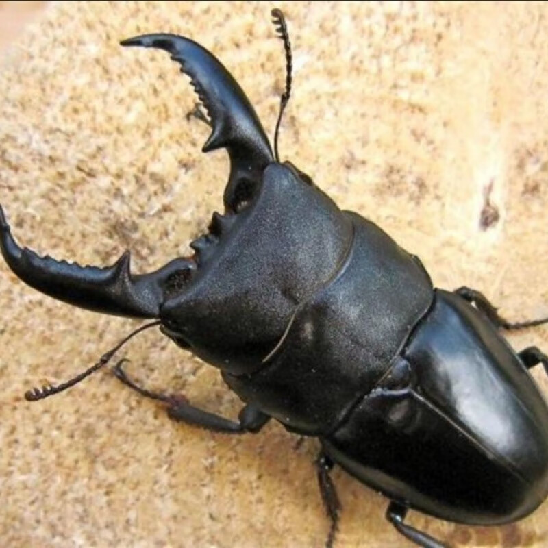 中华大扁锹甲 俗称夹夹虫 全新野采虫 5cm一6cm
