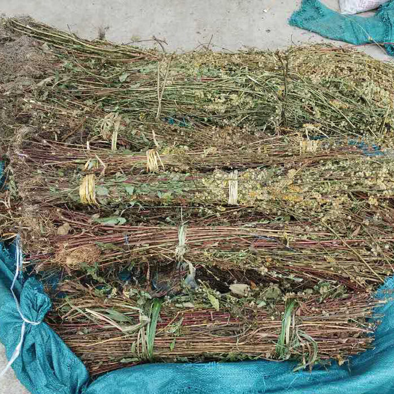 有仁堂 新货一枝黄花一支黄花 黄花草百根草蛇头王500克野外生中草原