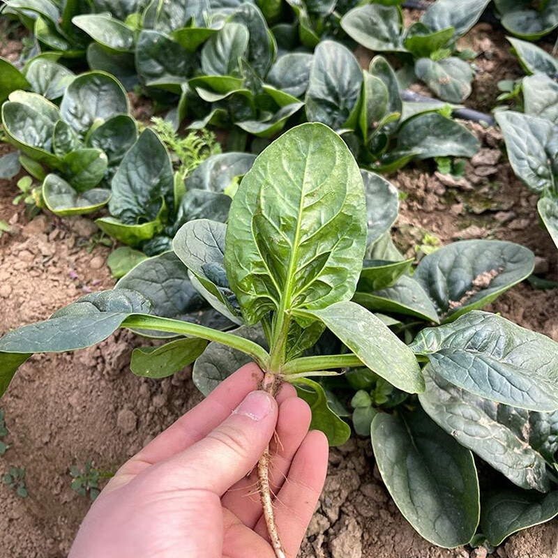 大禹春季蔬菜种子品种大全四季播种家庭种植阳台2月份春天种的菜籽