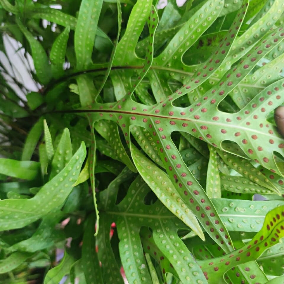 伟博行脉门,通关窍 内伤 七星剑 脉门草 公神草 500克 500克