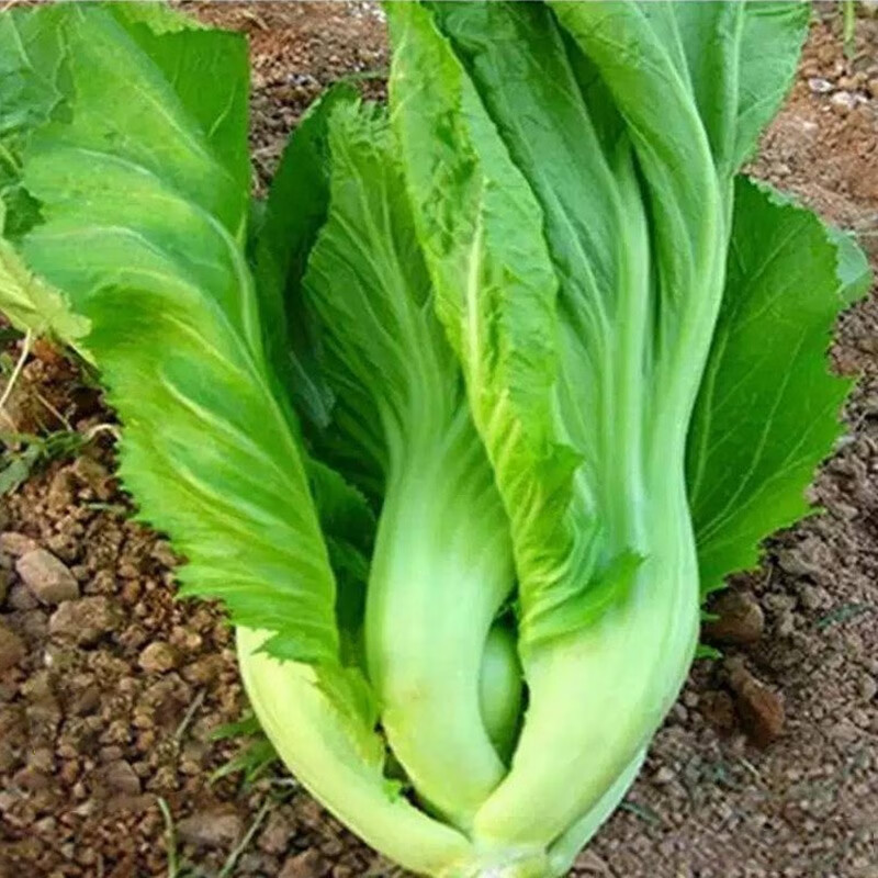 寿禾 芥菜种子大叶水东春夏冬季播种菜蔬菜子包心四川大肉青泡菜种籽