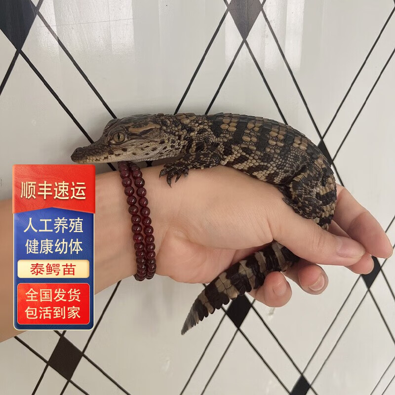 流连湾  鲜活鳄鱼 鳄鱼苗 鱼宠物暹罗幼崽养20-30cm爬宠幼体人工养 泰