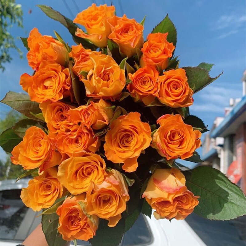 全国速递配送女友生日礼物家用水养插花 金色海岸玫瑰18支 2支(防损)