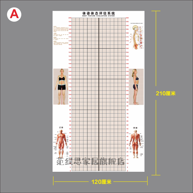 萦娪 体态评估网格图 体态评估表墙贴健身房体测网格纸瑜伽馆私教姿势