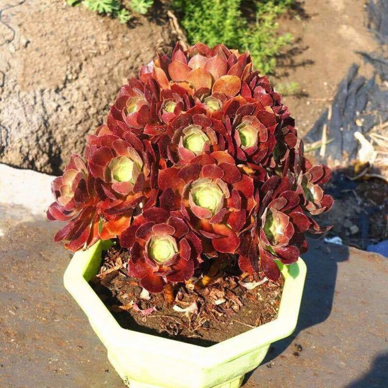 多肉植物老桩巧克力方砖大株悬崖桩多头群生超大肉肉 韵羞法师20cm高