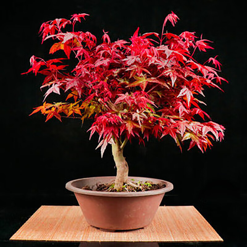 花翁 日本红枫盆景树苗花卉植物庭院别墅室内花办公桌盆栽黄金枫红