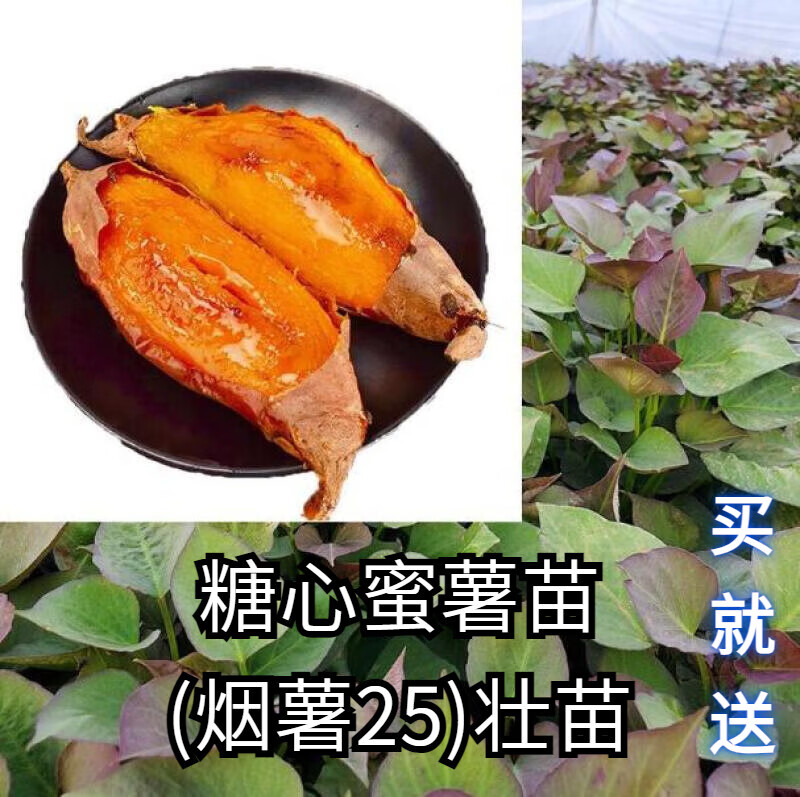 新种品种红薯苗烟薯25号冰糖白蜜薯苗西瓜红薯苗板栗薯【保温箱】 糖