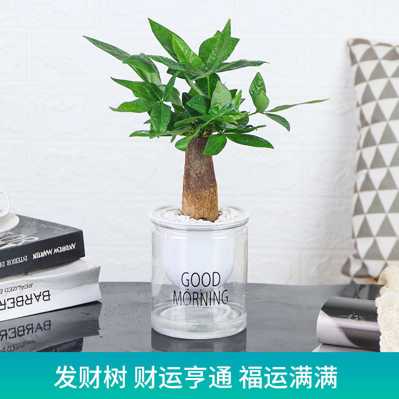 哪里可以看到京东花市商品的历史价格|花市价格走势图