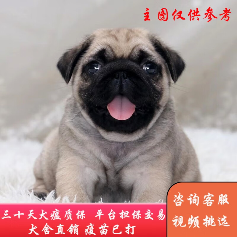 福贝纯享  纯种宠物狗狗活体巴哥犬幼犬幼崽小型犬 宠物级a款 公