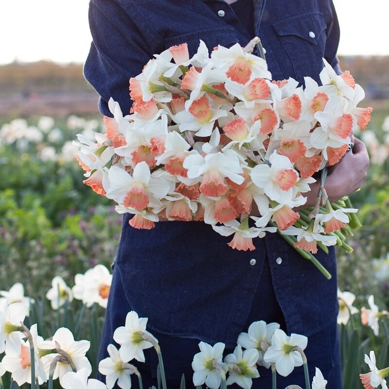 左家花园3个洋水仙种球 现货进口水仙花种球水培盆栽多年生球根花 粉色魅力 3球12-14cm 周长14-16cm
