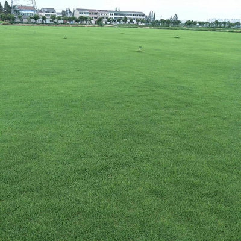 矮生四季青庭院护坡固土草种籽草皮草种孑高羊 进口美国矮生四季青