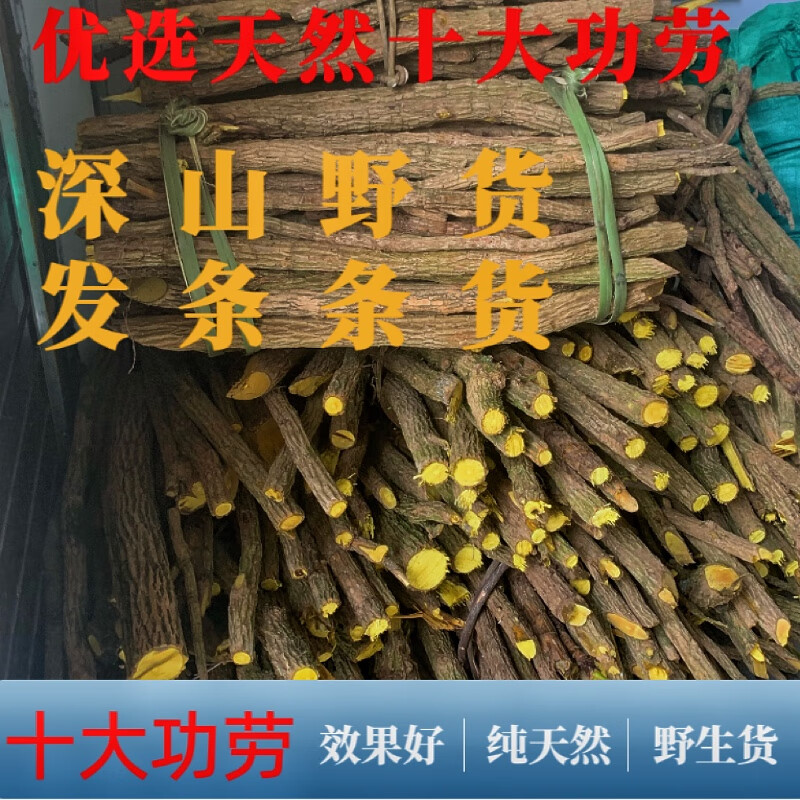 宜安堂黄连木 贵州野生十大功劳木 中药功劳木 新鲜土黄连土黄柏刺木