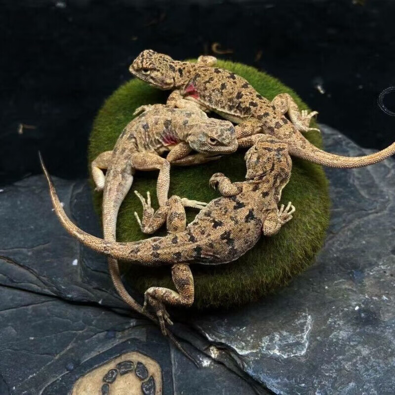 蜥蜴活体痳蜥鬃狮蜥豹纹守宫爬宠饲养盒饲养箱钙粉钙沙 卷尾沙蜥2只