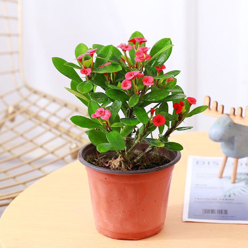 心卉如一【喜阳耐旱】带花虎刺梅铁盆栽海棠盆栽室内室外客厅阳台盆栽