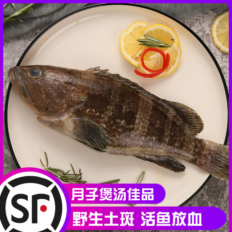 巧昕福建海捕青石斑鱼鲜活冷冻水产孕妇宝宝辅食新鲜土斑鱲过顺丰