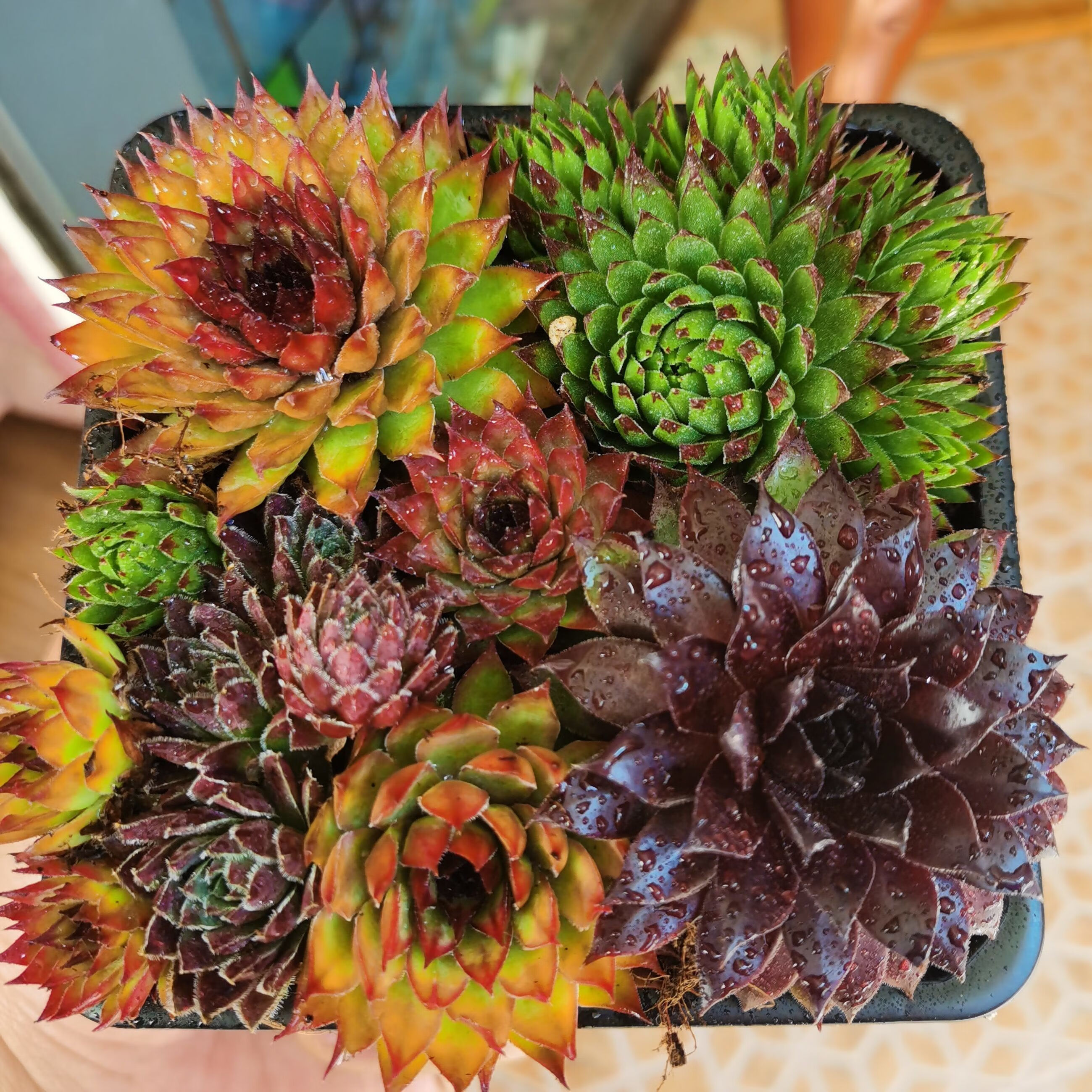 长生草生石花玉露营养土大颗老桩套餐带盆 长生草组合12厘米盆4个品种