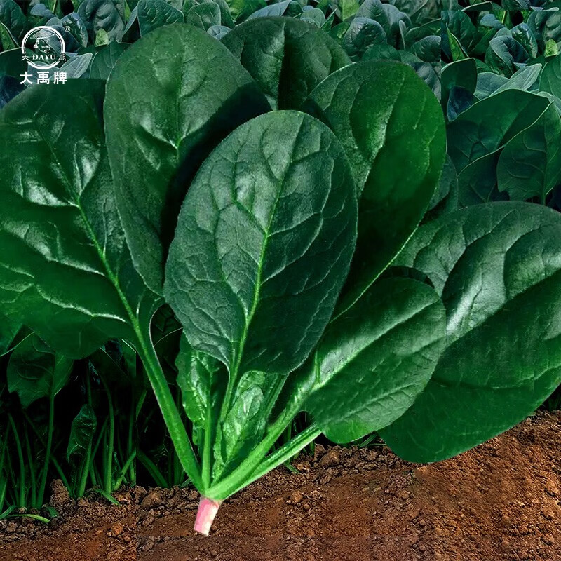 大禹春季蔬菜种子品种大全四季播种家庭种植阳台2月份春天种的菜籽